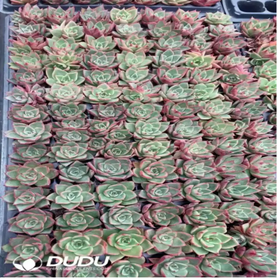 1-765.webp 105Pcs/Tray Echeveria Paso Doble Seedlings(Mix & Match 5+) - Image 1