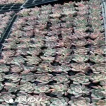 105Pcs/Tray Echeveria Sky City Seedlings(Mix & Match 5+)