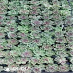 105Pcs/Tray Echeveria Amethyst SP Seedlings(Mix & Match 5+)