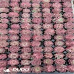 105Pcs/Tray Echeveria Saraji sp Seedlings(Mix & Match 5+)