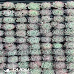 105Pcs/Tray Echeveria pink crystal Seedlings(Mix & Match 5+)