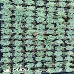 105Pcs/Tray Echeveria Poseidon Seedlings(Mix & Match 5+)