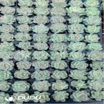 105Pcs/Tray Echeveria Strawberry Ice Seedlings(Mix & Match 5+)