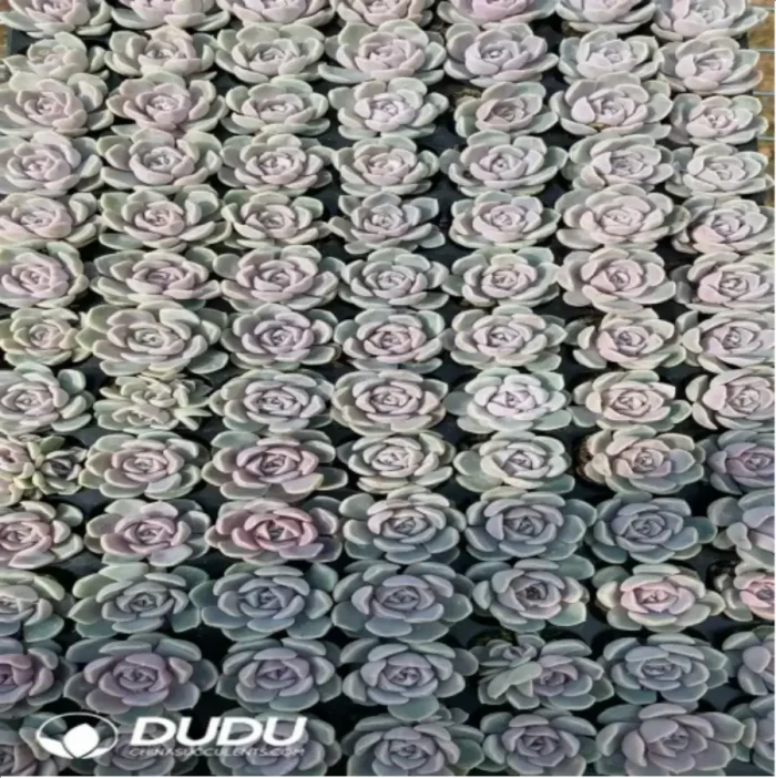 105Pcs/Tray Echeveria Teddy Burger Seedlings(Mix & Match 5+) - Image 1