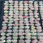 105Pcs/Tray Echeveria Cream Beauty Seedlings(Mix & Match 5+)