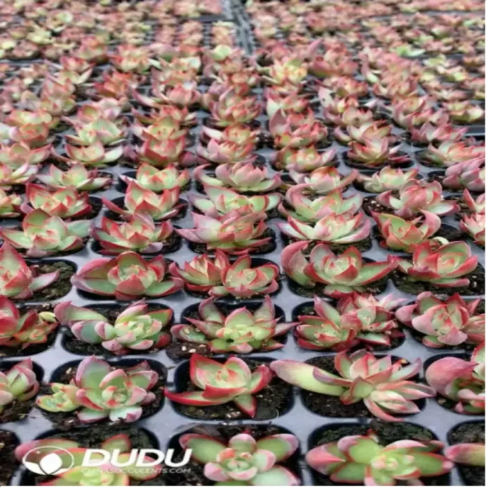 105Pcs/Tray Echeveria Agavoides "Casio" Seedlings(Mix & Match 5+) - Image 1