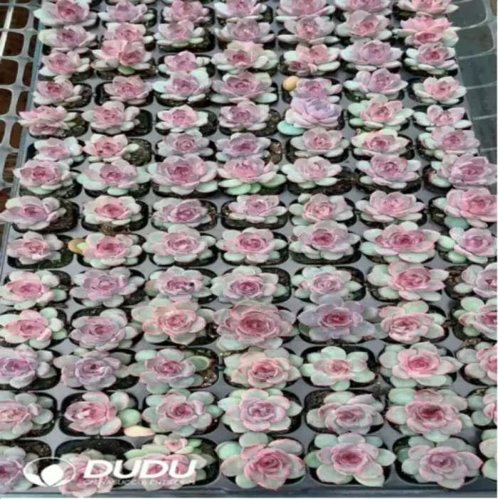 105Pcs/Tray Echeveria Blueberry Seedlings(Mix & Match 5+) - Image 1