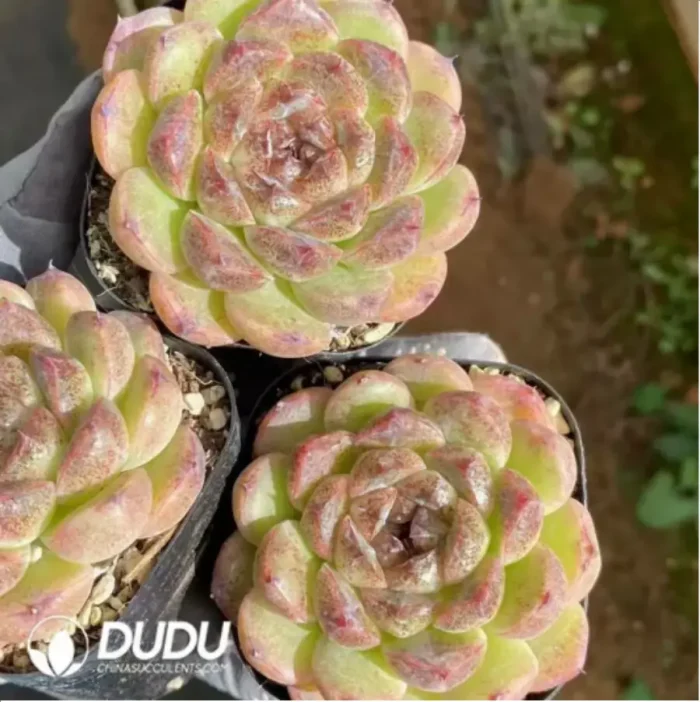 1-78.webp Echeveria Black Sand Beach - Image 1