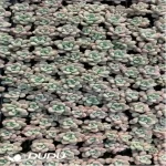 105Pcs/Tray Echeveria Spotted Deer Seedlings(Mix & Match 5+)
