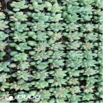 105Pcs/Tray Pachyphytum Colorata Seedlings(Mix & Match 5+)