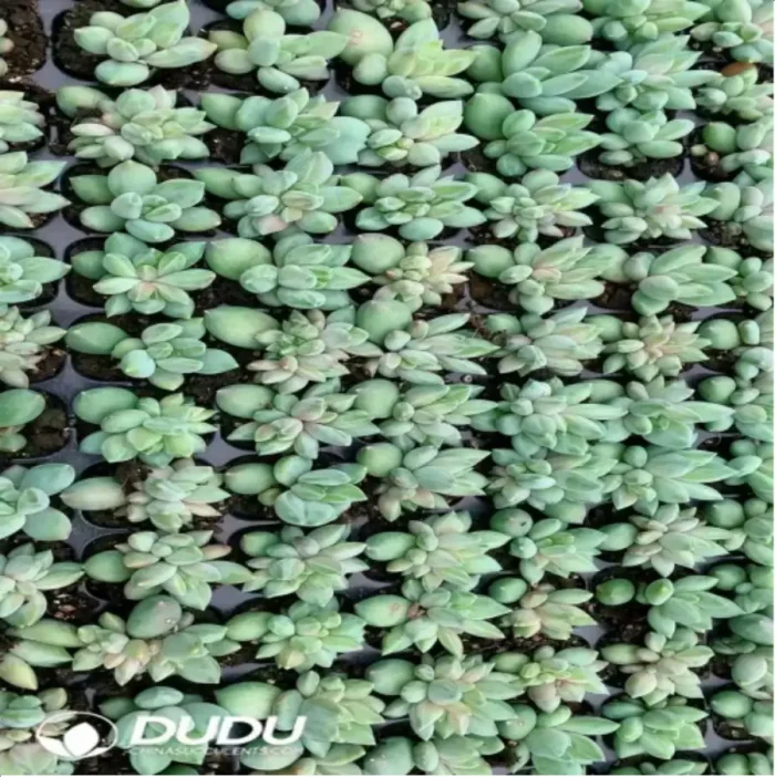 1-782.webp 105Pcs/Tray Pachyphytum Colorata Seedlings(Mix & Match 5+) - Image 1