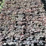 105Pcs/Tray Graptoveria Snow Bunny Seedlings(Mix & Match 5+)