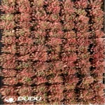 105Pcs/Tray Sedeveria Pink Ruby Seedlings(Mix & Match 5+)