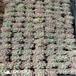105Pcs/Tray Echeveria Xiaotaohong Seedlings(Mix & Match 5+)
