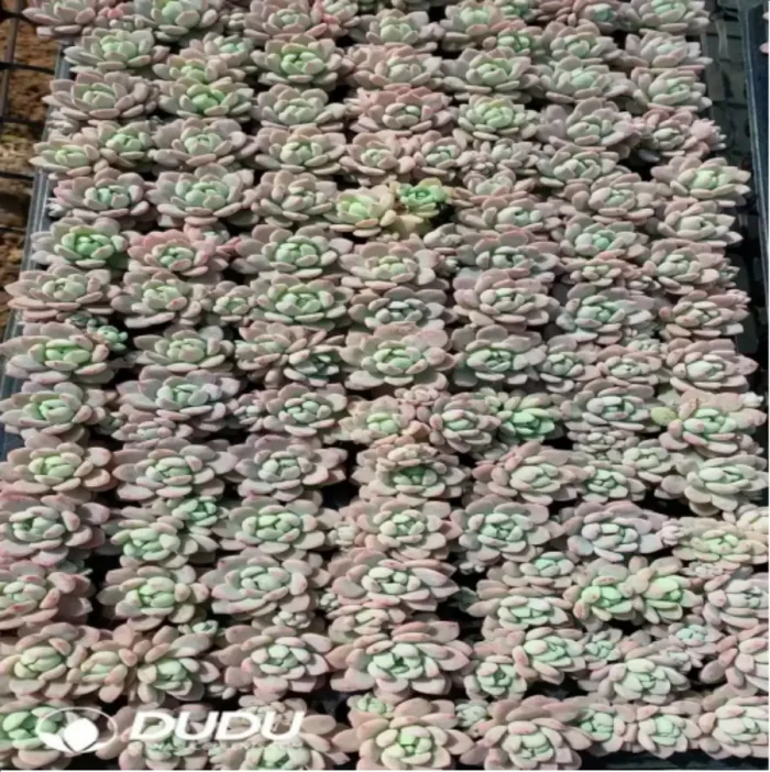 105Pcs/Tray Echeveria Xiaotaohong Seedlings(Mix & Match 5+) - Image 1