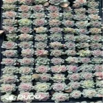 105Pcs/Tray Echeveria Bingbing Seedlings(Mix & Match 5+)
