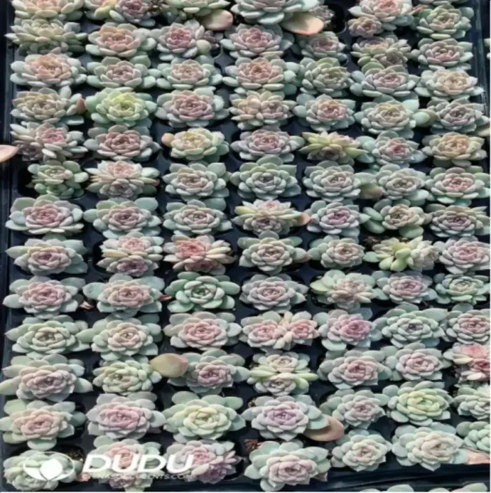 1-788.webp 105Pcs/Tray Echeveria Bingbing Seedlings(Mix & Match 5+) - Image 1