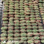 105Pcs/Tray Echeveria Lime and Chile Seedlings(Mix & Match 5+)