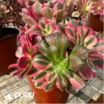 Aeonium Pink Witch Chimera No. 5