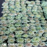 105Pcs/Tray Echeveria Baby Green Seedlings(Mix & Match 5+)