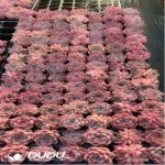 105Pcs/Tray Echeveria nussbaumerianum Seedlings(Mix & Match 5+)