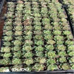 105Pcs/Tray Echeveria Charleston Seedlings(Mix & Match 5+)