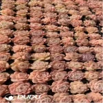 105Pcs/Tray Echeveria Bingguifei Seedlings(Mix & Match 5+)