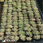 105Pcs/Tray Echeveria Rouge Seedlings(Mix & Match 5+)