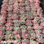 105Pcs/Tray Echeveria Amber Seedlings(Mix & Match 5+)