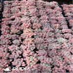 105Pcs/Tray Pachyphytum White Dew Seedlings(Mix & Match 5+)