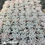105Pcs/Tray Pachyveria Perfume Seedlings(Mix & Match 5+)