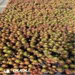 105Pcs/Tray Sedum Berry Seedlings(Mix & Match 5+)
