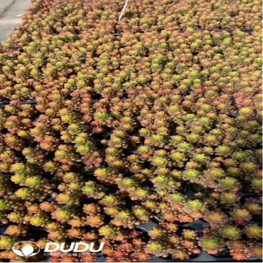 1-806.webp 105Pcs/Tray Sedum Berry Seedlings(Mix & Match 5+) - Image 1