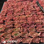 105Pcs/Tray Echeveria Noble Seedlings(Mix & Match 5+)