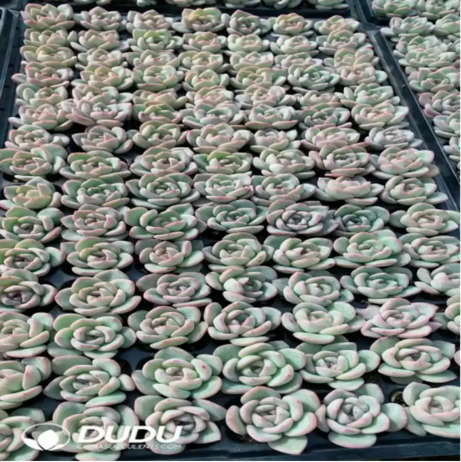 1-812.webp 105Pcs/Tray Echeveria Sensation Seedlings(Mix & Match 5+) - Image 1