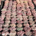 105Pcs/Tray Echeveria White Peach Seedlings(Mix & Match 5+)