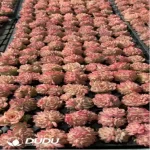 105Pcs/Tray Echeveria Red Swan Seedlings(Mix & Match 5+)