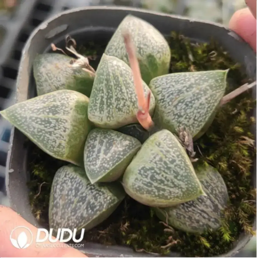 1-815.webp Haworthia Okubo lens - Image 1
