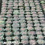 105Pcs/Tray Echeveria Pink Diamond Seedlings(Mix & Match 5+)