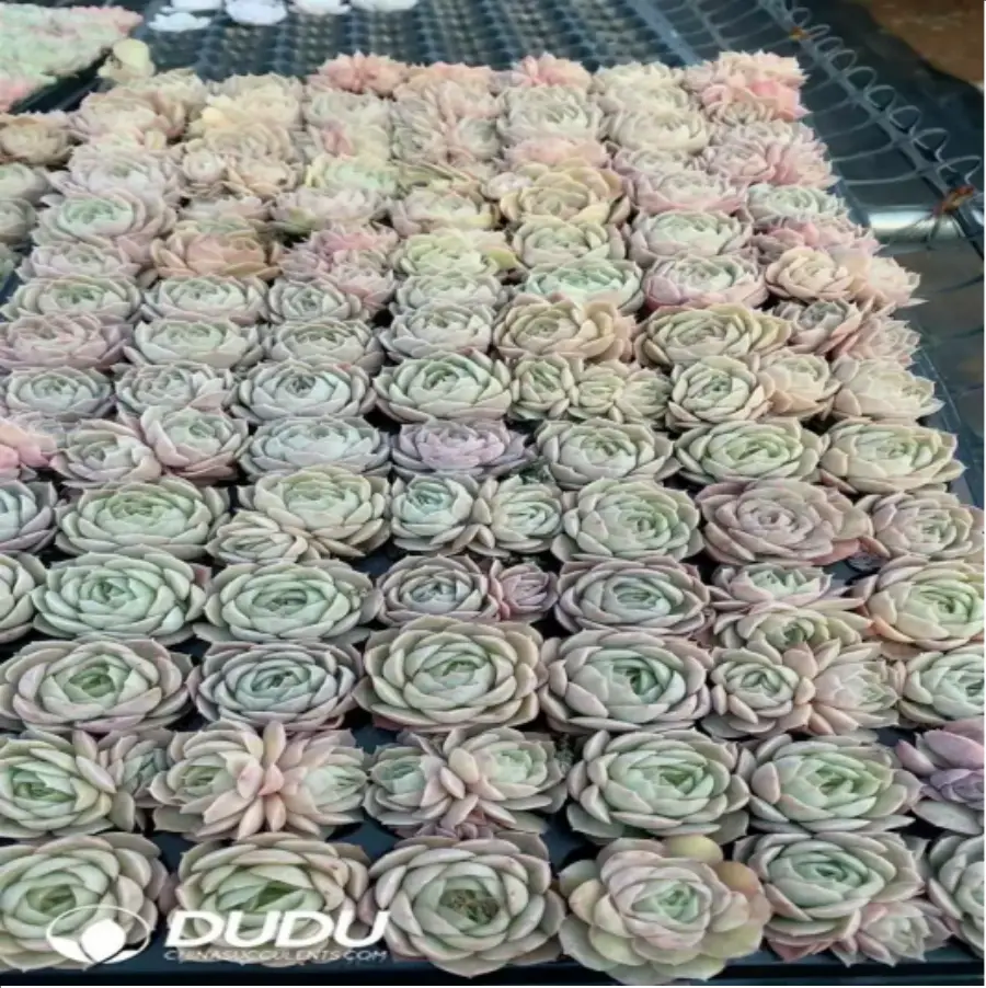1-819.webp 105Pcs/Tray Echeveria Onslow Seedlings(Mix & Match 5+) - Image 1