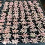 105Pcs/Tray Echeveria Goldfish Hime Seedlings(Mix & Match 5+)