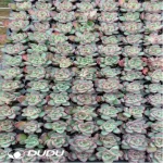 105Pcs/Tray Echeveria Fire Pillar Seedlings(Mix & Match 5+)