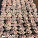 105Pcs/Tray Echeveria Pipe Dream Seedlings(Mix & Match 5+)