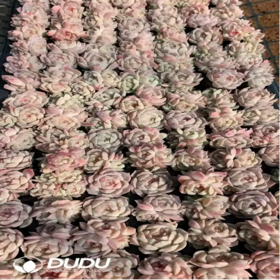 1-825.webp 105Pcs/Tray Echeveria Pipe Dream Seedlings(Mix & Match 5+) - Image 1