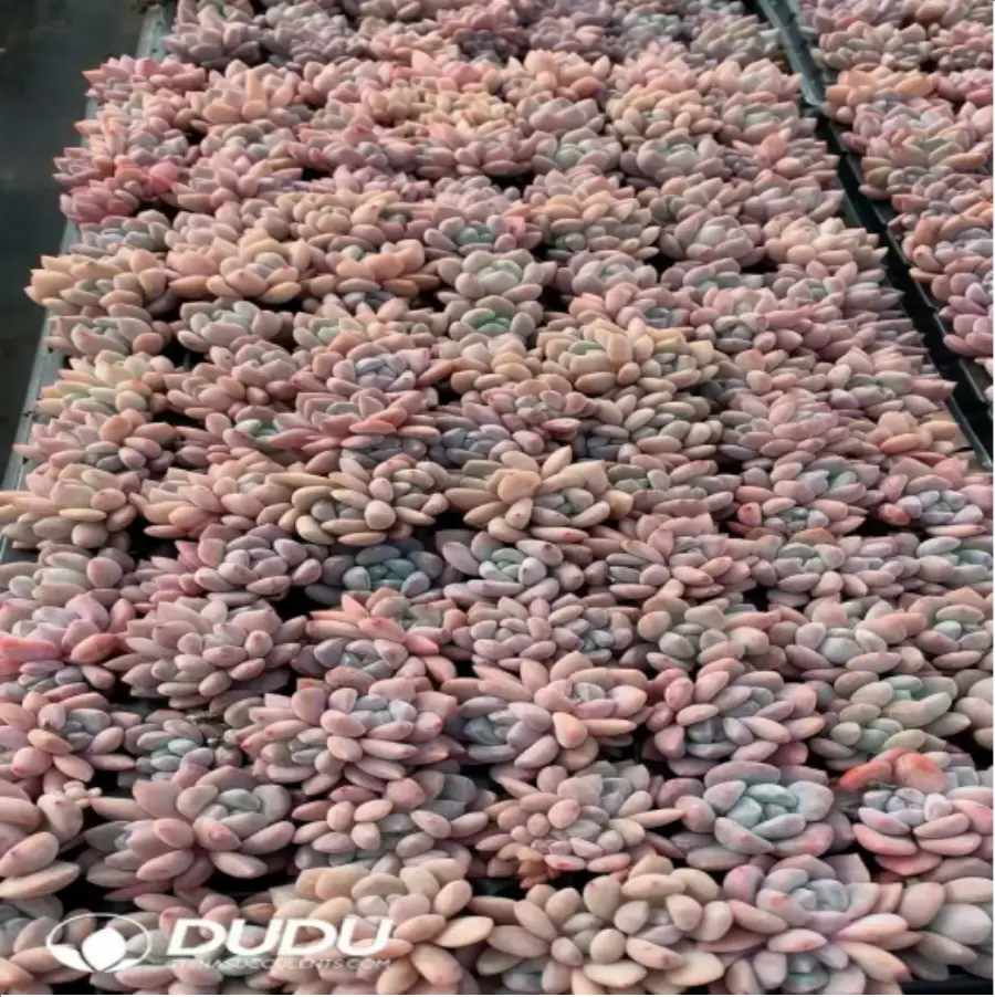 1-827.webp 105Pcs/Tray Echeveria OP Ice Green Seedlings(Mix & Match 5+) - Image 1