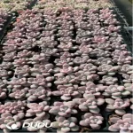 105Pcs/Tray Echeveria Sakura Fall Seedlings(Mix & Match 5+)