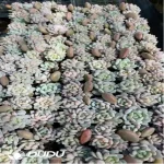 105Pcs/Tray Echeveria Star Orange Seedlings(Mix & Match 5+)