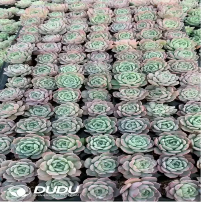 1-830.webp 105Pcs/Tray Echeveria Wansha Seedlings(Mix & Match 5+) - Image 1