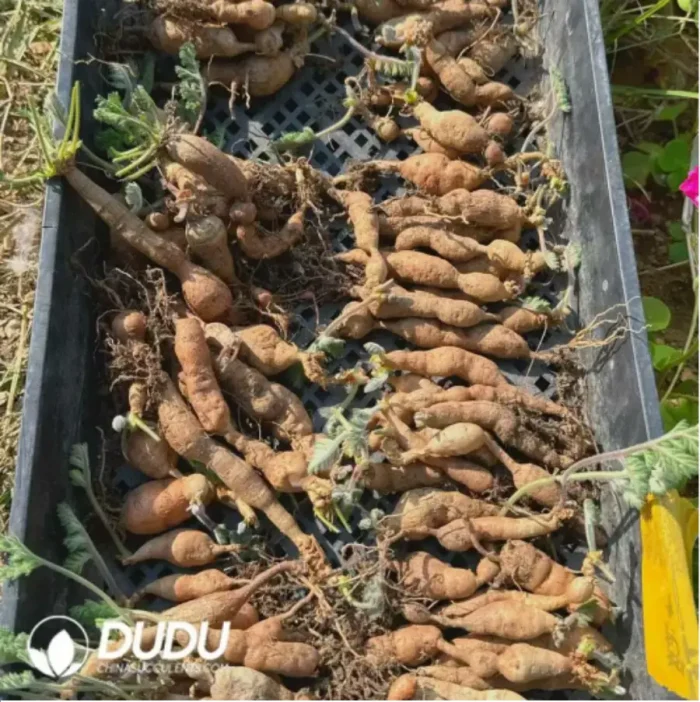 1-834.webp Pelargonium-Triste - Image 1