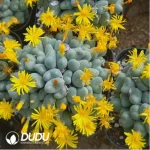 Conophytum luiseae Clustering